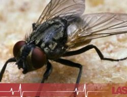 Tips Efektif Mengatasi Lalat di Musim Panas untuk Kenyamanan Aktivitas Outdoor